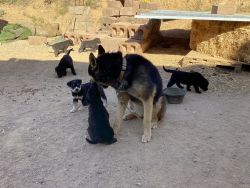 Labrador/husky puppies