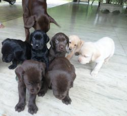 cute lab pups for sale