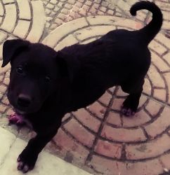 Cute Black puppy for sell