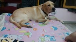 Want to sell my Labrador