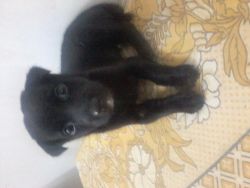 show quality pure black Labrador dog