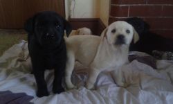 Beautiful Black Labrador Puppies available now