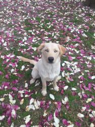 6 month old Labsky for sale!