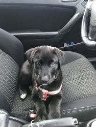 Sweet Lab-Husky puppy for sale