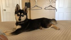 Adorable Klee kai puppy for sale. Needs home ASAP