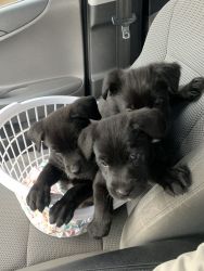 Loving puppies for sell