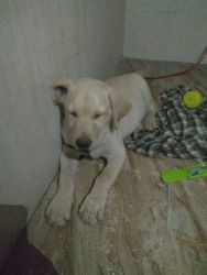 My Labrador puppy is very best and lovely . My puppy is white.