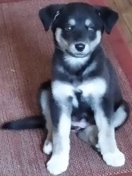 Husky/ lab puppy for sale