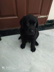 Cute Black Labrador Puppy