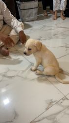 We are selling Labrador puppy