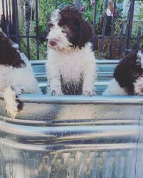 Italian water dog puppies (Hypoallergenic)