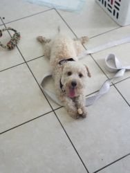 Lagotto looking for home