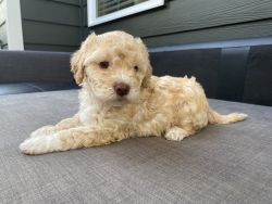 Lagotto Romagnolo Puppy Available!
