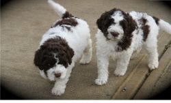 Last Beautiful Lagotto Romagnolo puppy available.