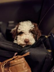 Beautiful Lagotto Puppy for sale
