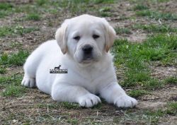Labrador Puppies For Sale Import Line