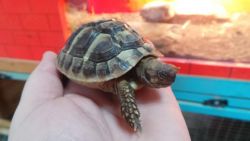 gorgeous female tortoise