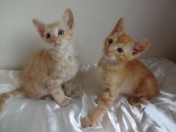 Jovial Male & Female Laperm Kittens For Sale