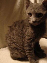 LaPerm Kitten - Gray male, born 8/6/17