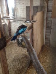Blue Winged Kookaburra Female for sale -