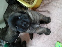 Leonberger Puppies For Sale