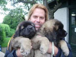 Leonberger(gentle giant) puppies