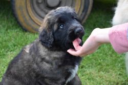 Cute Leonberger puppy for sale