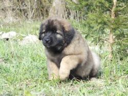 Healthy female LEONBERGER puppy available