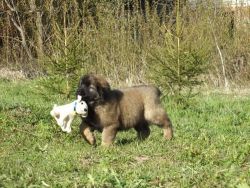 Healthy female LEONBERGER puppy available