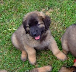Leonberger Bitch Puppies