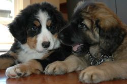 Leonberger Puppies Kc Registered for sale