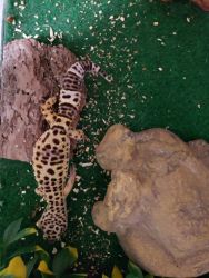 Leopard Geckos $50 each, healthy