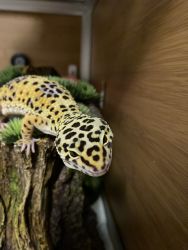 Leopard Gecko To A Good Home