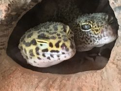 2 Leopard gecko for sale