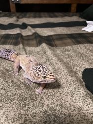 Leopard Gecko and Set Up