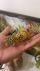 High Yellow Leopard Gecko needs a new home