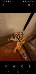 Leppard gecko set