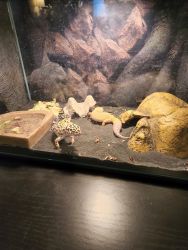 2 Adult Spotted Leopard Geckos