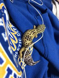 Leopard Gecko (includes tank)