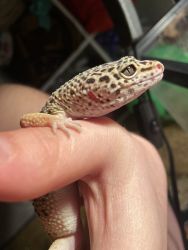 Leopard Gecko Needs Loving Home