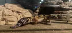 Leopard Gecko with Terrarium