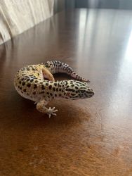 Male leopard geckos for sale 60$ each