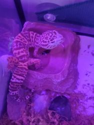 Leopard gecko, with tank and food