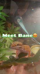 Bane- Juvenile/Adult leopard gecko