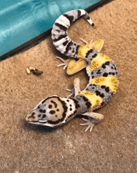 2022 Juvenile Leopard Gecko Pos Carrot tail