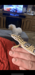 Goups the leopard gecko