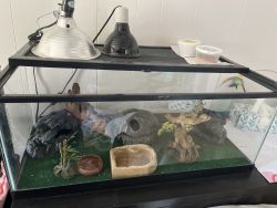 2 Geckos, enclosure, 2 heat lamps for sale