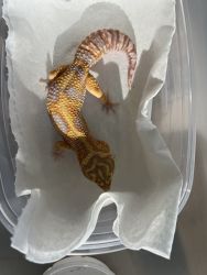 Leopard geckos Males and females