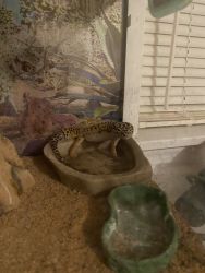 Leopard gecko for salw
