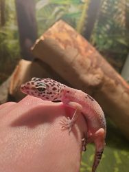 Lepord Gecko and terrarium